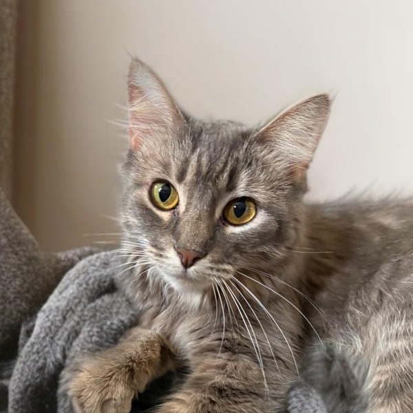 Enlarge Kiki, a Adoptable mixed breed in Houston, TX image 2/6