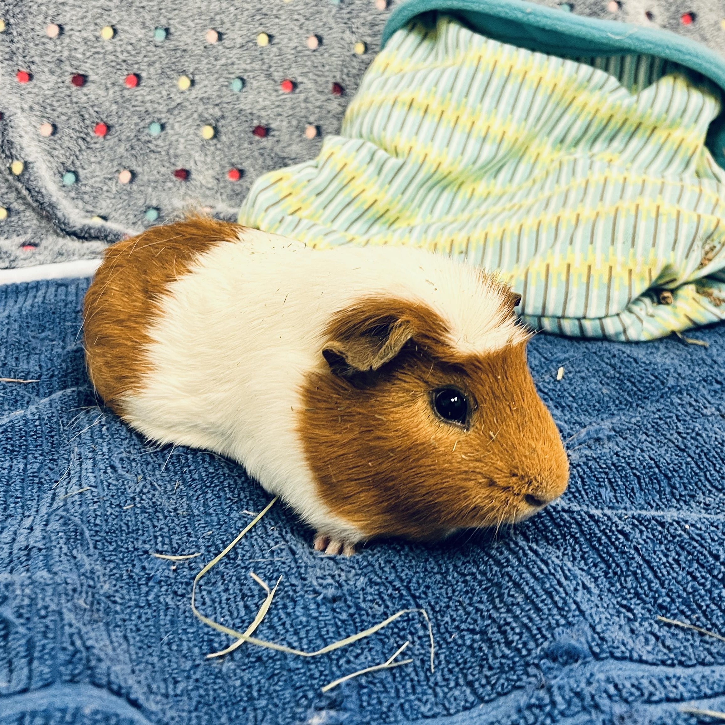 Simba, a ADOPTABLE Guinea Pig in Oakland, CA image 3/6
