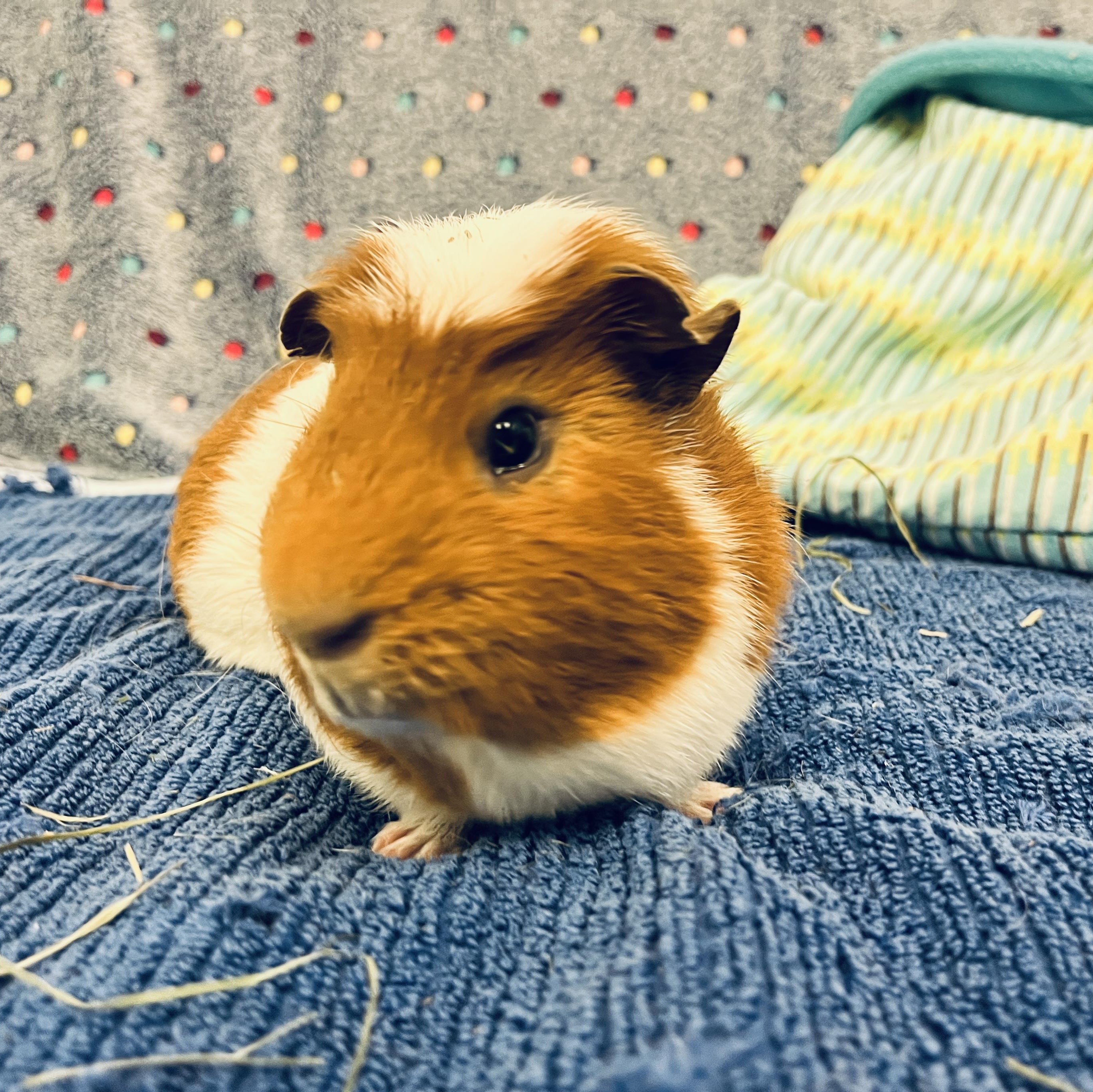 Simba, ADOPTABLE, Adult Male Guinea Pig.