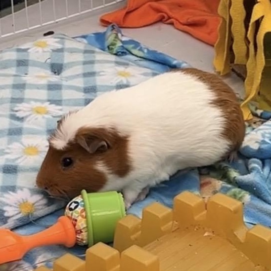 Simba, a ADOPTABLE Guinea Pig in Oakland, CA image 6/6