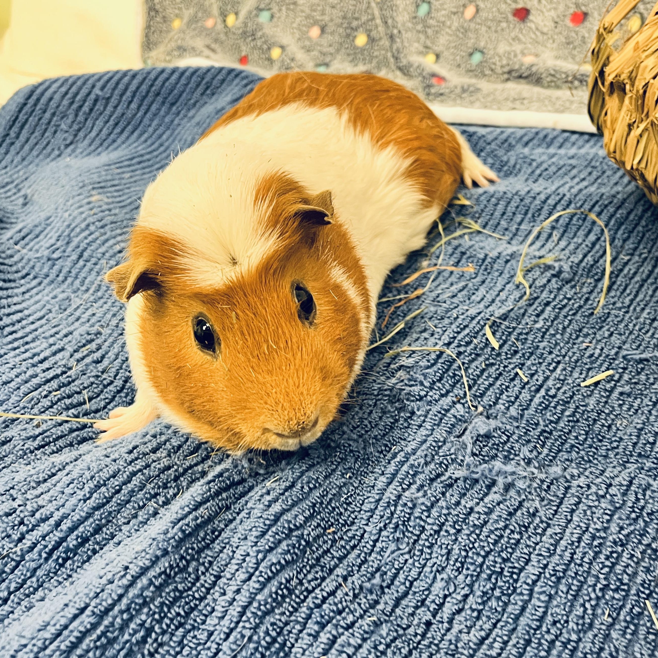 Simba, a ADOPTABLE Guinea Pig in Oakland, CA image 4/6