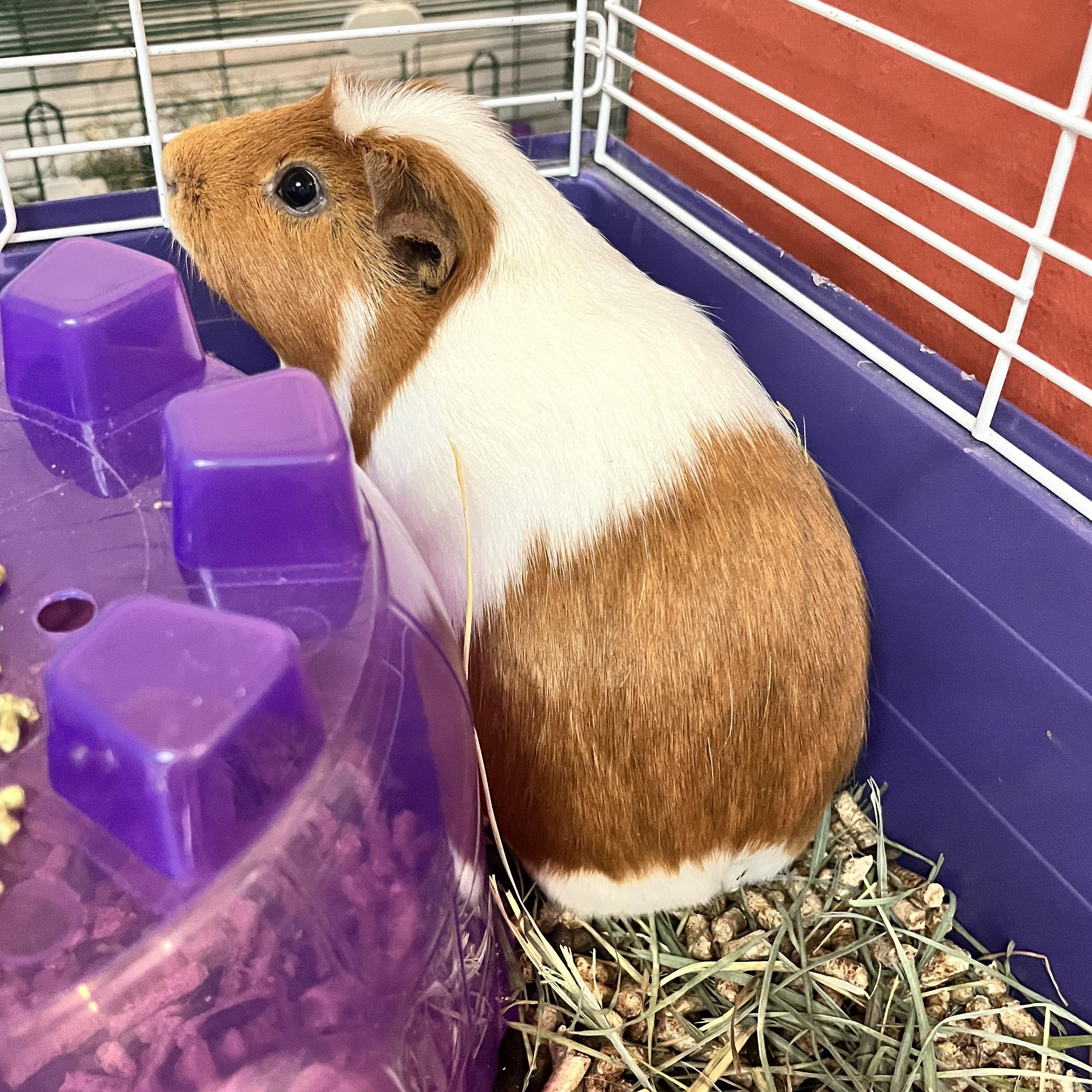 Simba, a ADOPTABLE Guinea Pig in Oakland, CA image 5/6