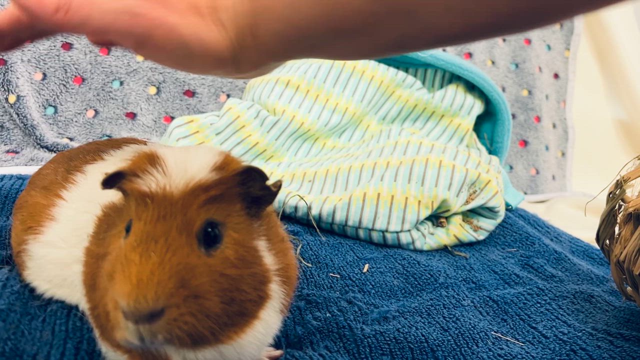 Enlarge Simba, a ADOPTABLE Guinea Pig in Oakland, CA video 2/6