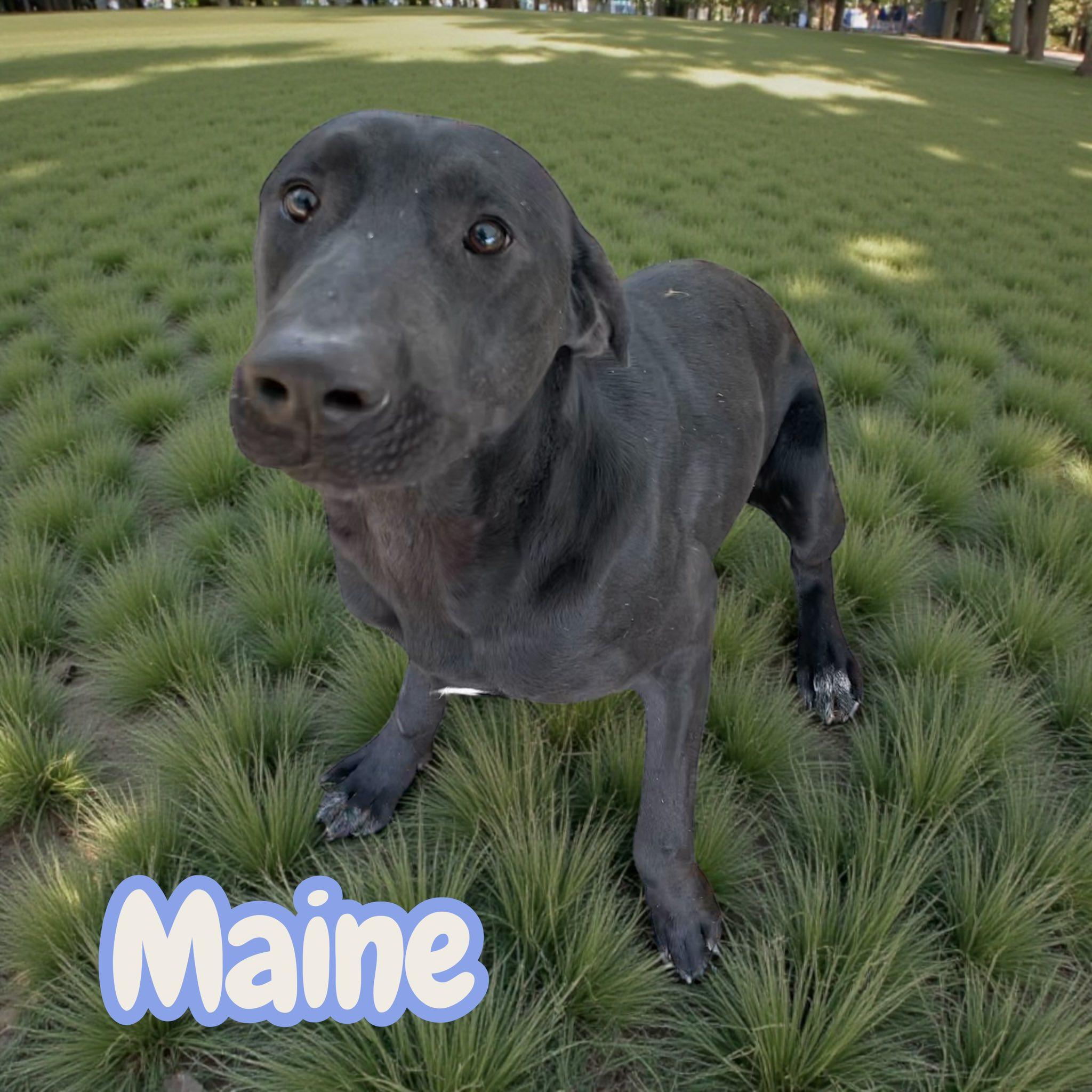 Maine thumbnail 2
