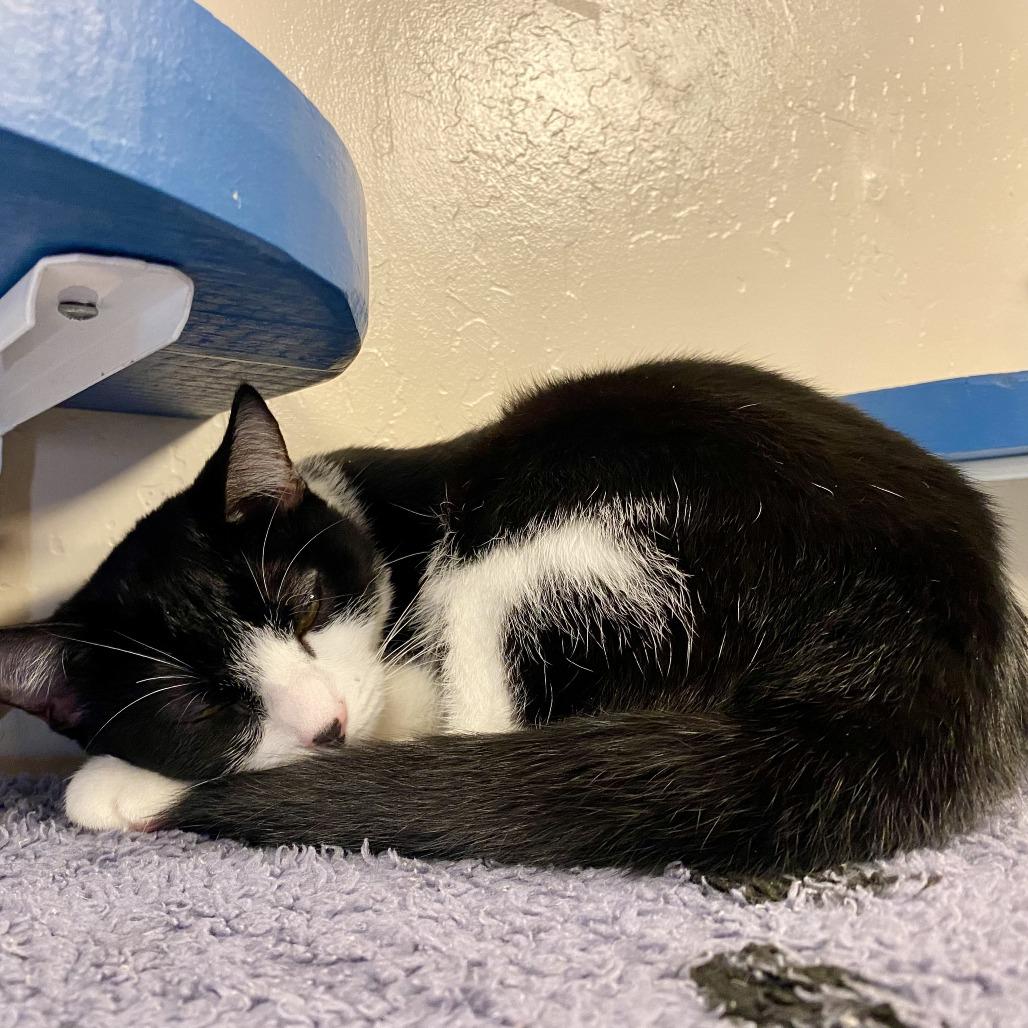 Sweet Pickle, Adoptable, Young Female Domestic Short Hair.