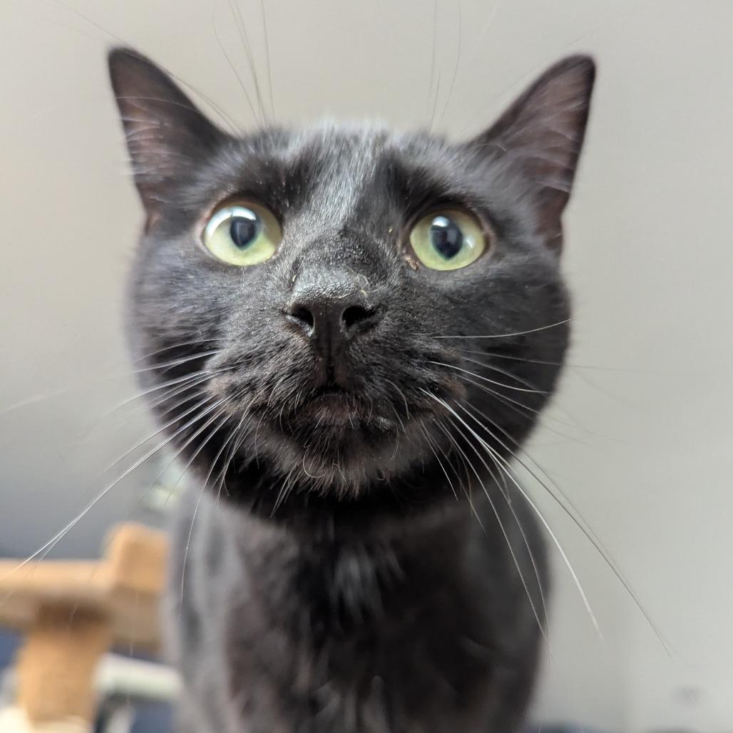 Enlarge Maria, a Adoptable Domestic Short Hair in Evansville, IN image 1/4