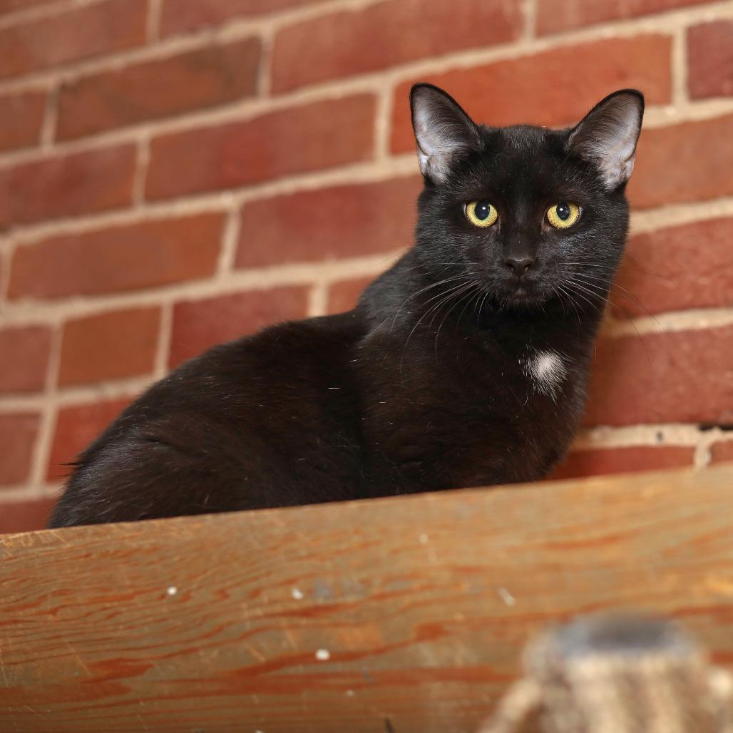 Enlarge Maria, a Adoptable Domestic Short Hair in Evansville, IN image 2/4