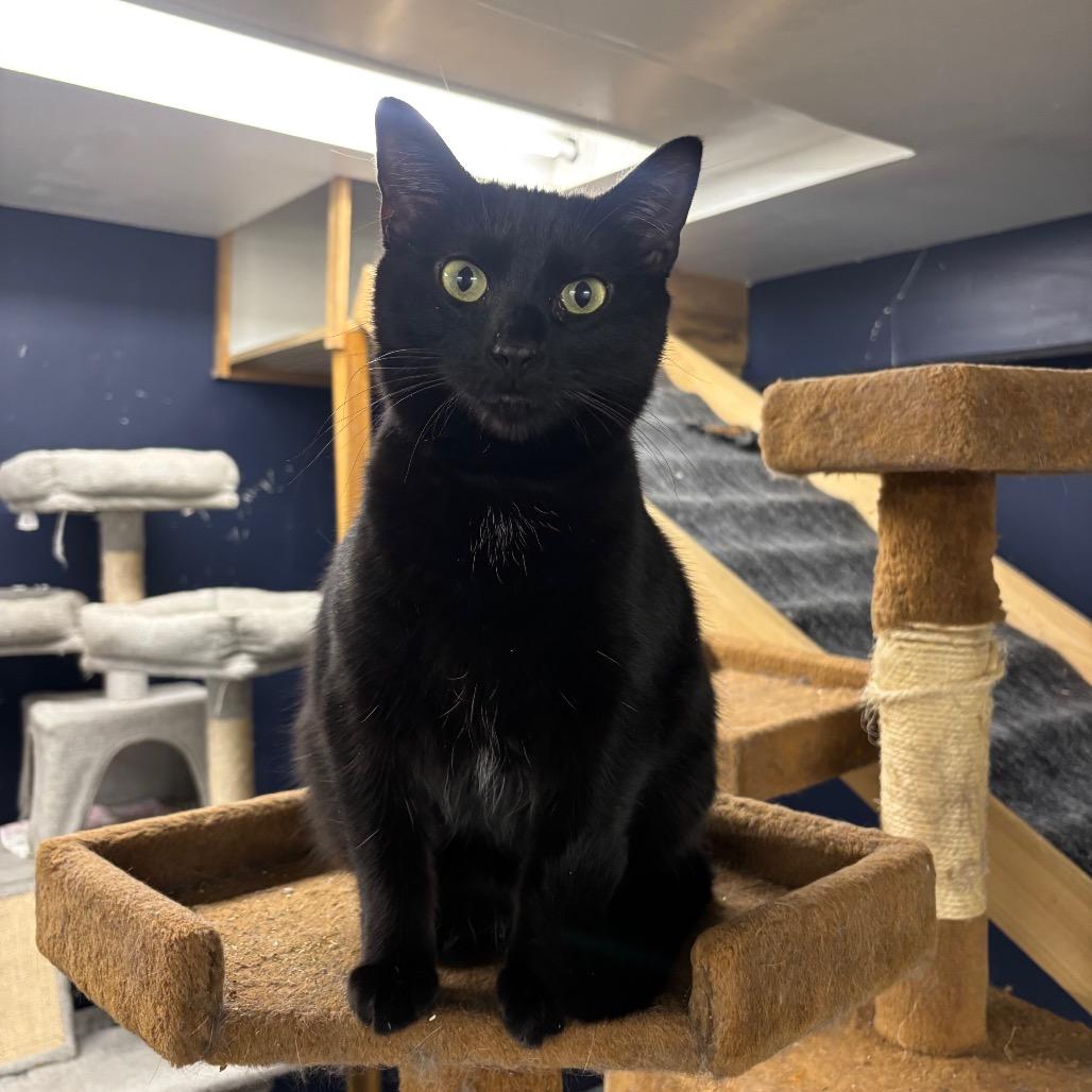 Enlarge Maria, a Adoptable Domestic Short Hair in Evansville, IN image 3/4