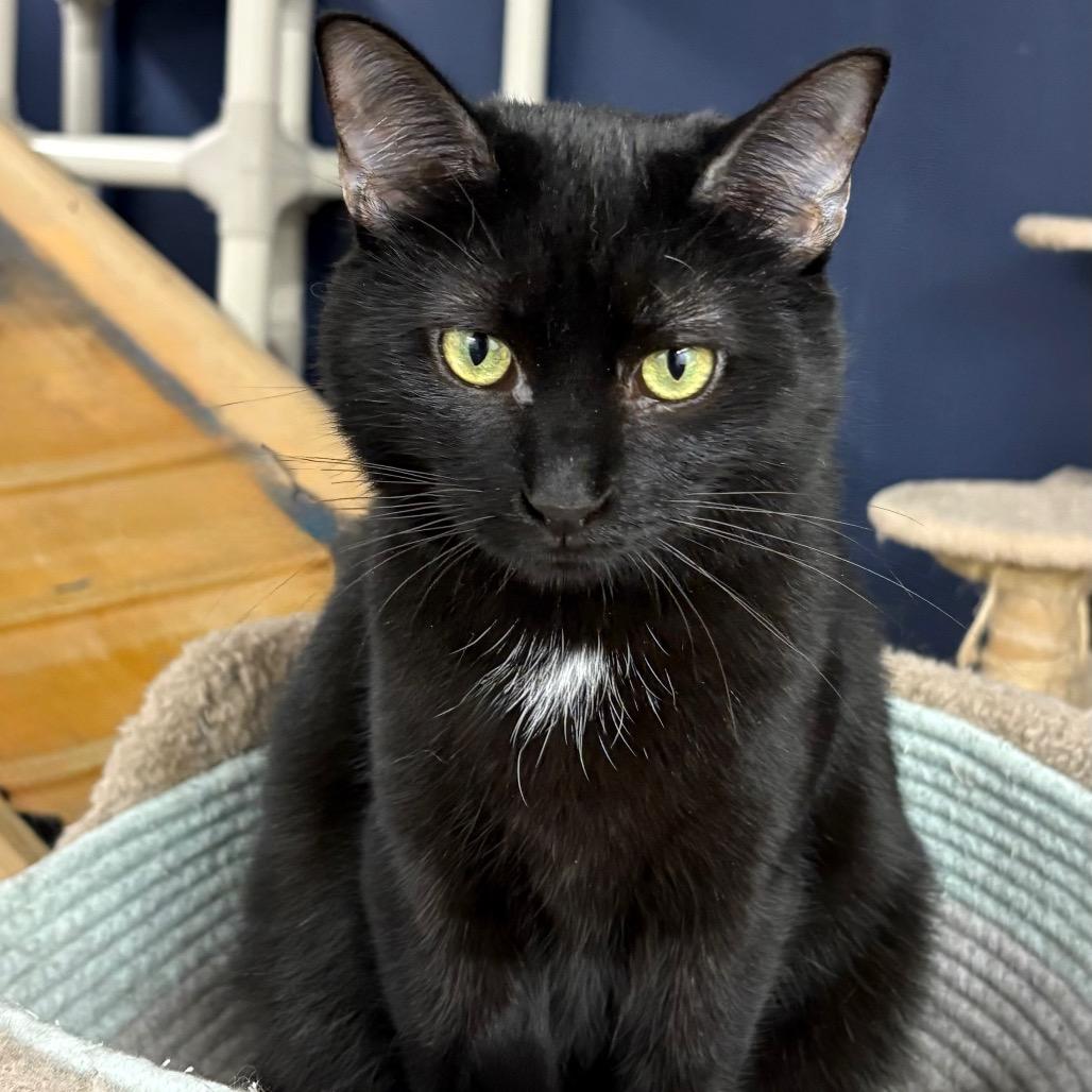 Enlarge Maria, a Adoptable Domestic Short Hair in Evansville, IN image 2/4