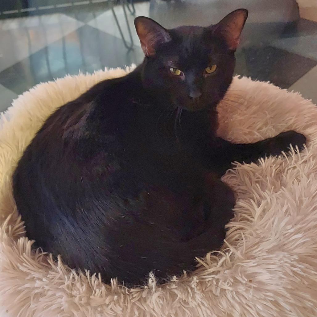 Enlarge Maria, a Adoptable Domestic Short Hair in Evansville, IN image 4/5