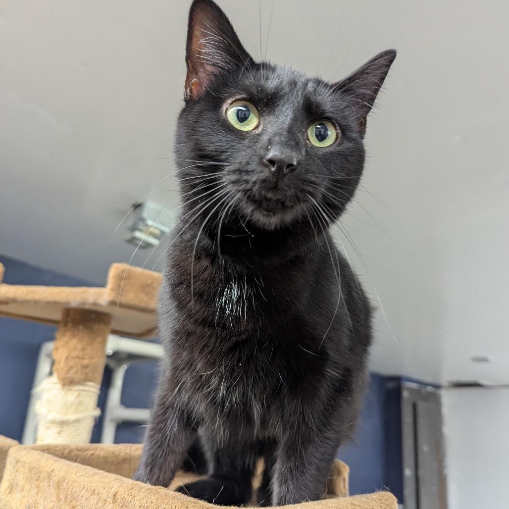 Enlarge Maria, a Adoptable Domestic Short Hair in Evansville, IN image 4/4