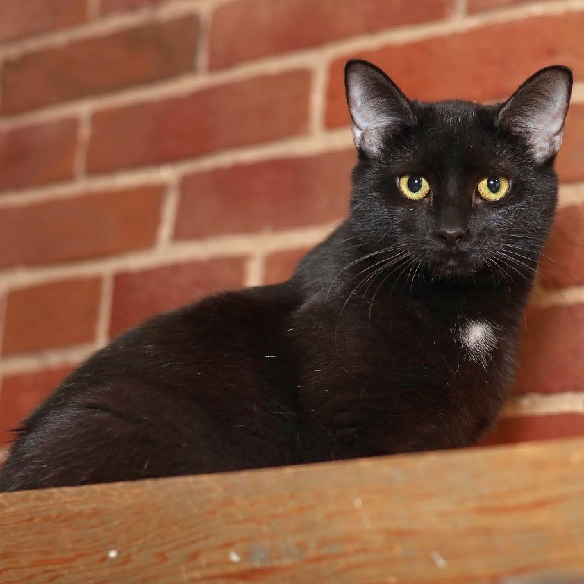 Enlarge Maria, a Adoptable Domestic Short Hair in Evansville, IN image 4/4