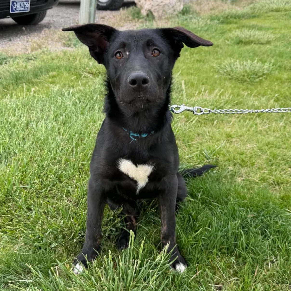 Reva - A Puppy with Heart, ADOPTABLE, Puppy Female Australian Cattle Dog / Blue Heeler.