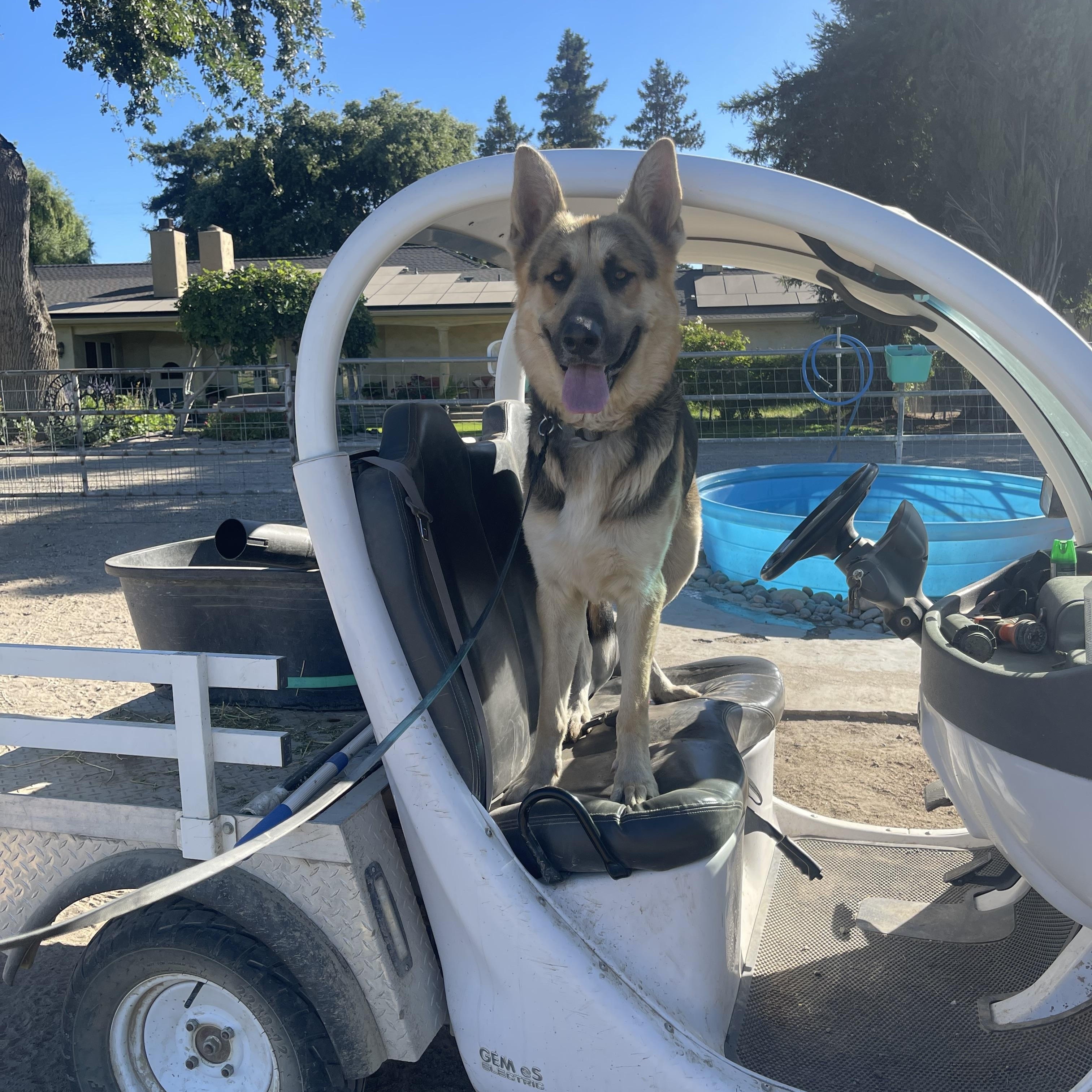 Enlarge Diesel, a Adoptable German Shepherd Dog in Manteca, CA image 4/6