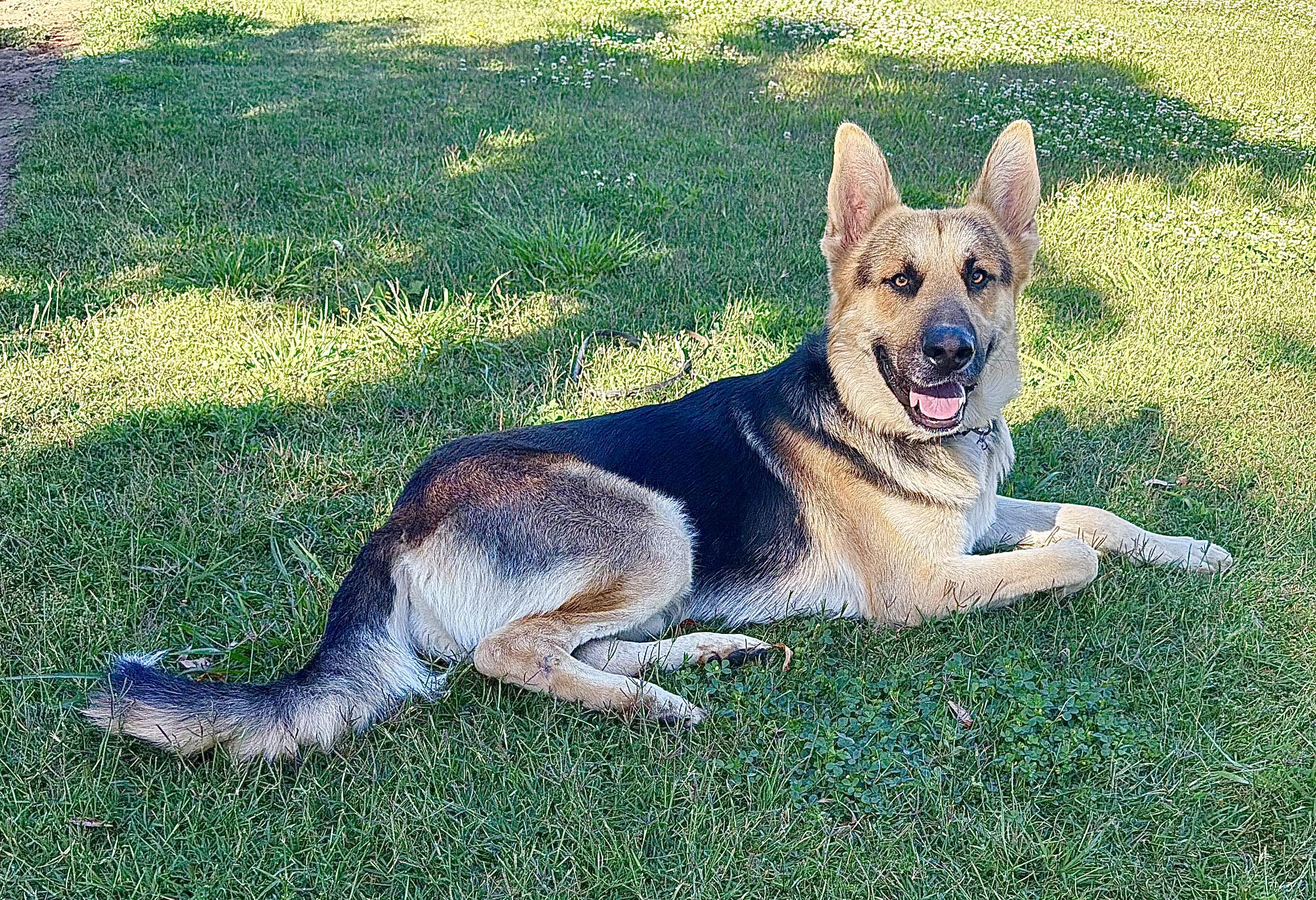 Enlarge Diesel, a Adoptable German Shepherd Dog in Manteca, CA image 3/6