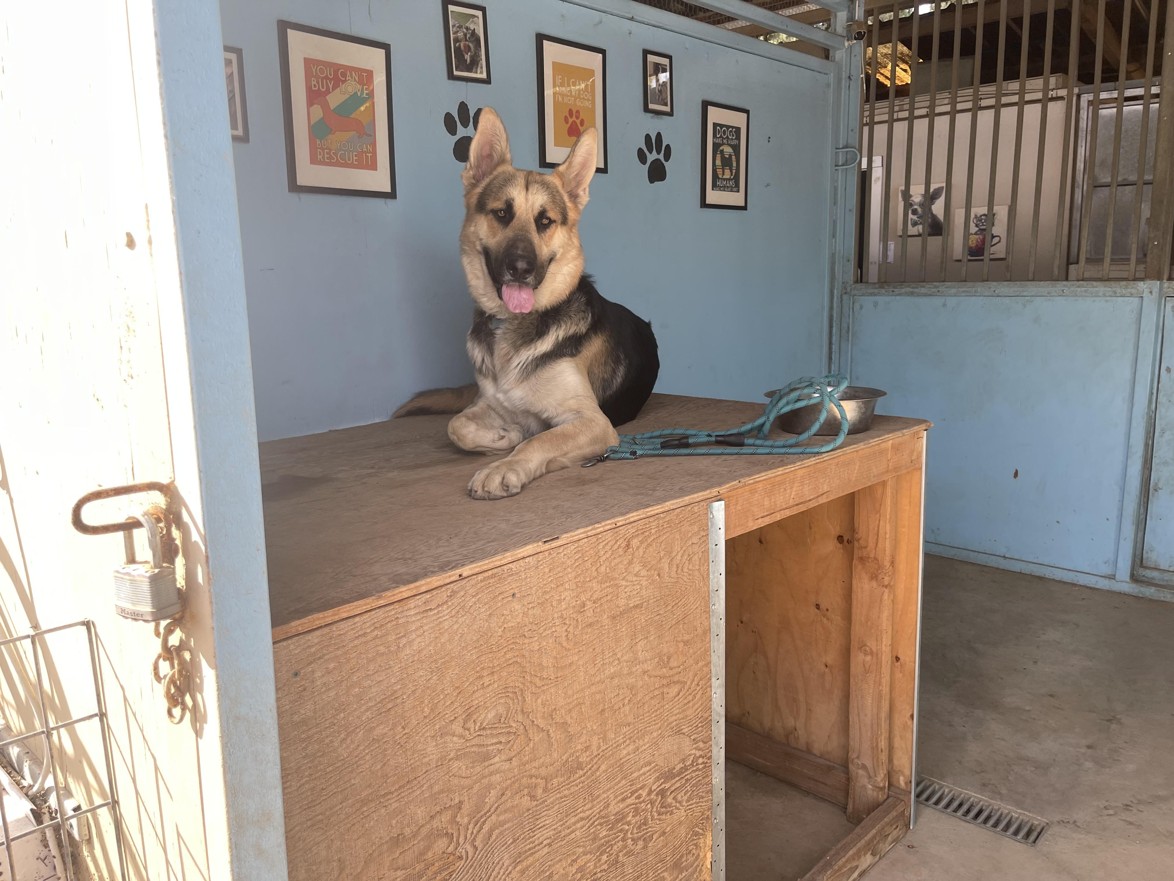 Enlarge Diesel, a Adoptable German Shepherd Dog in Manteca, CA image 2/6