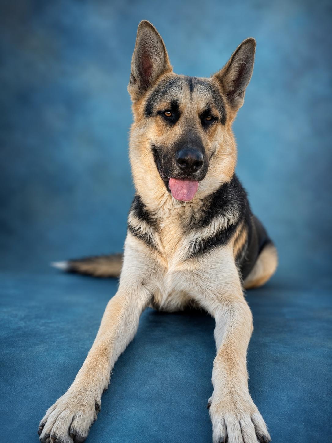 Enlarge Diesel, a Adoptable German Shepherd Dog in Manteca, CA image 1/6