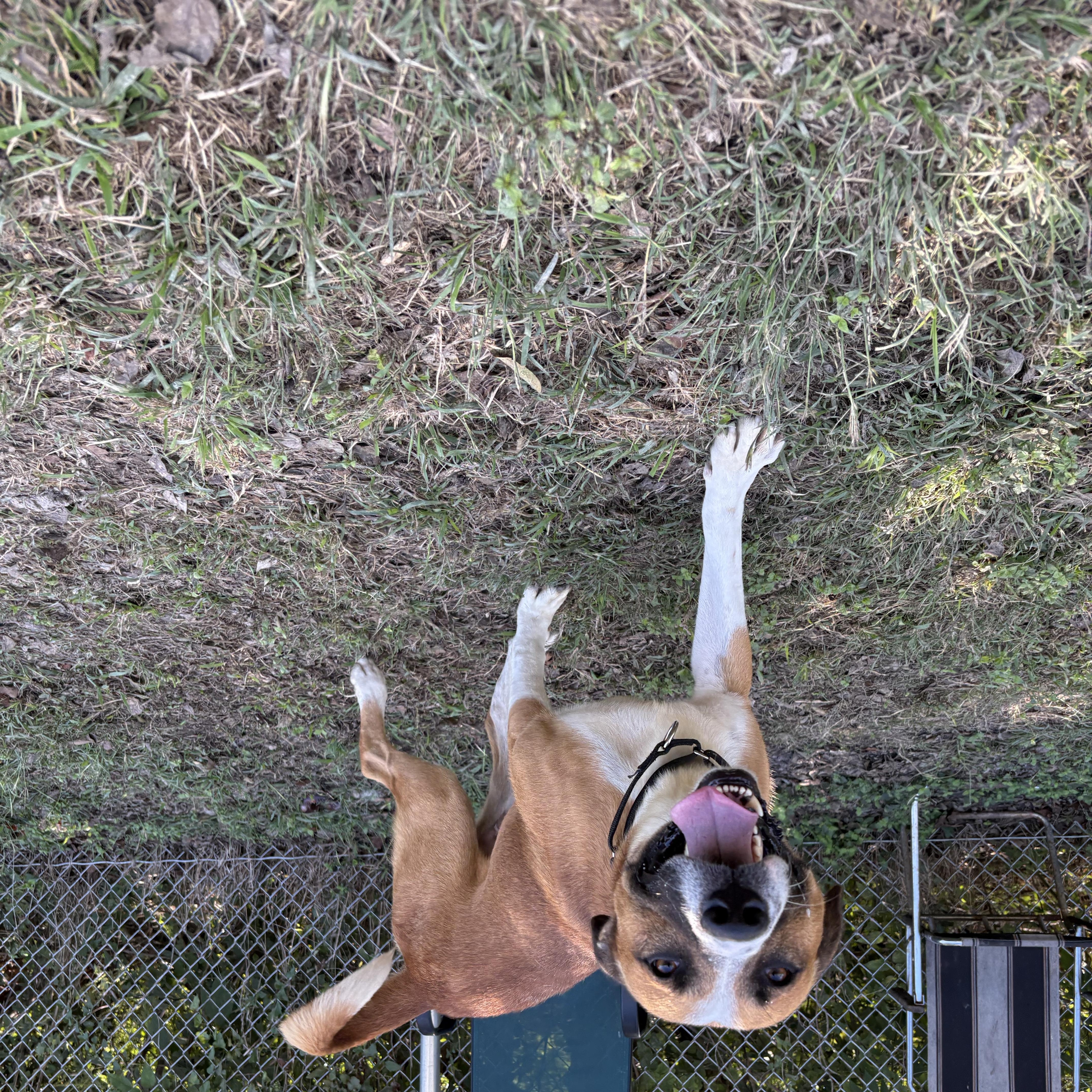 Enlarge Ninja, a Adopted mixed breed in Cibolo, TX image 2/6
