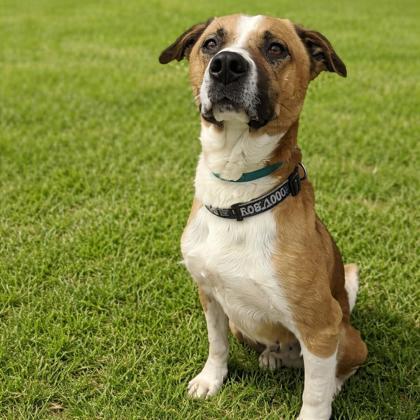 Ninja, Adoptable, Adult Male Hound.