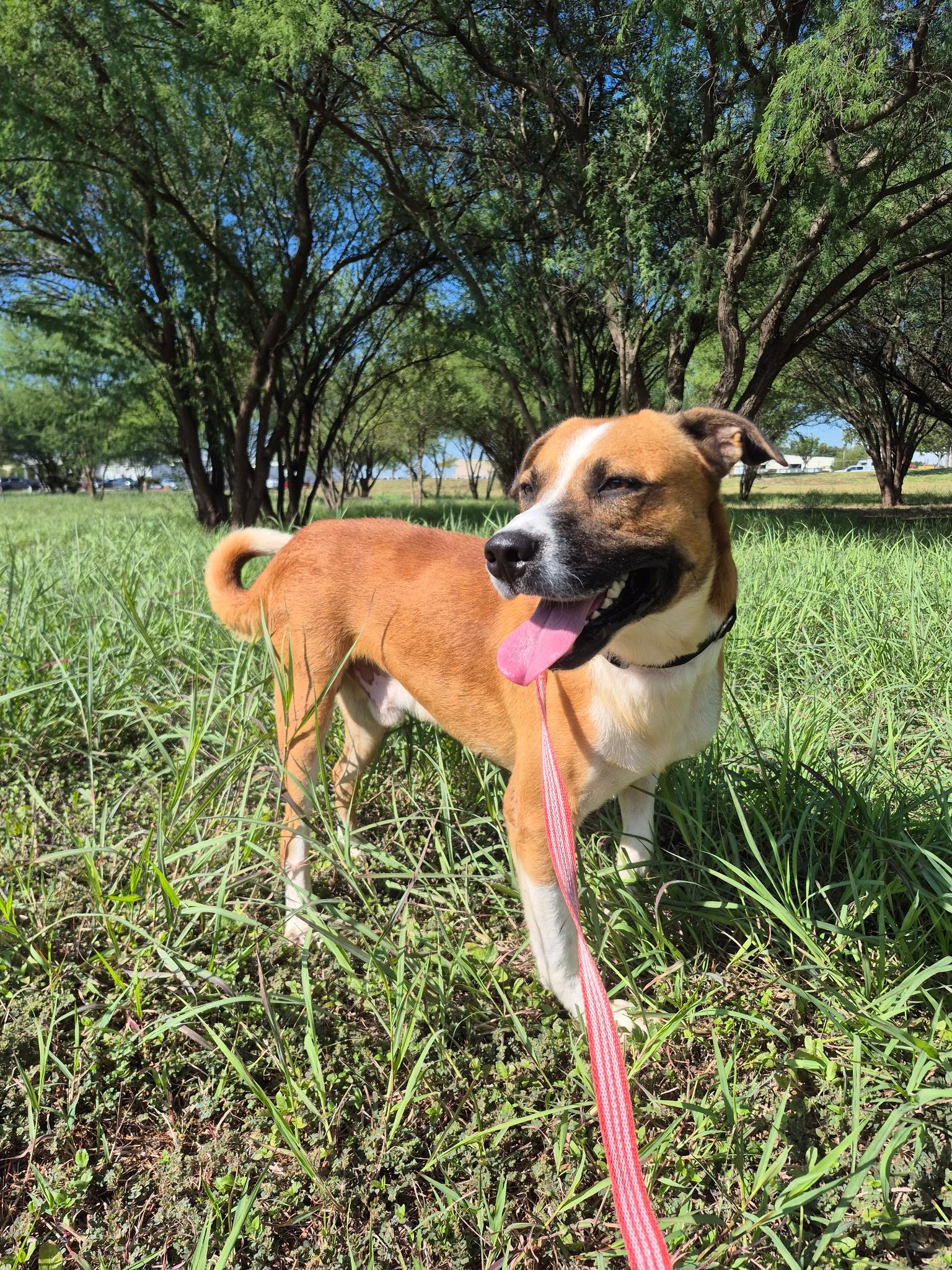 Ninja, Adopted, Adult Male Hound.