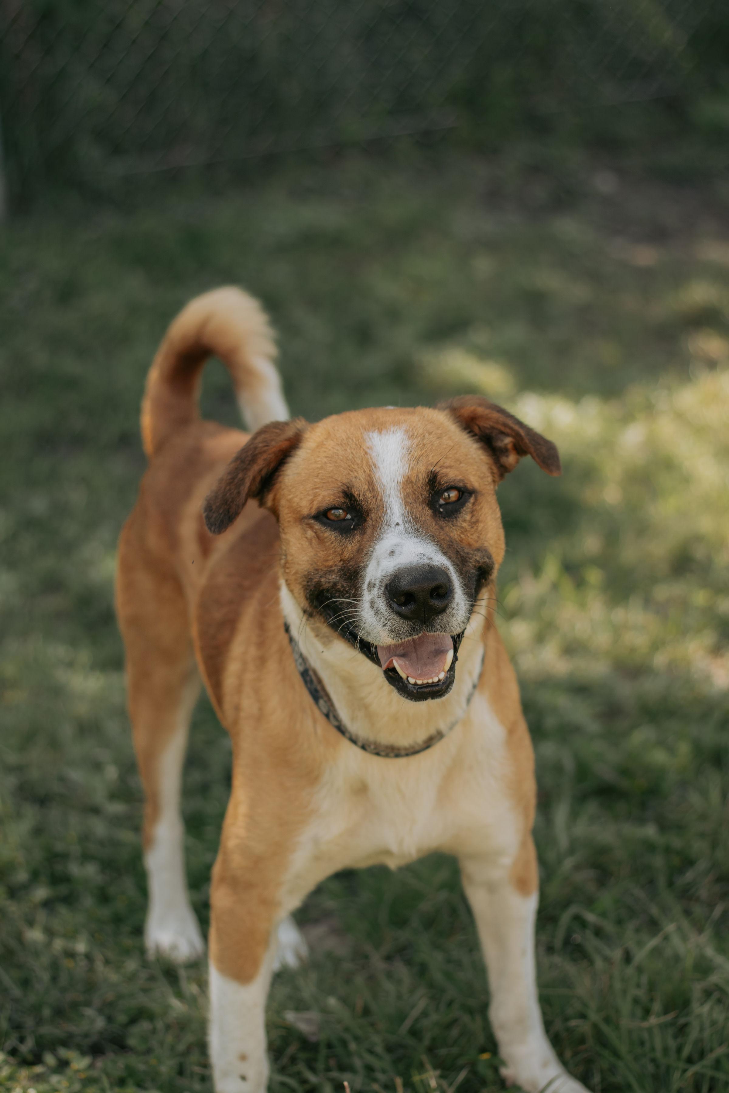 Enlarge Ninja, a Adoptable mixed breed in Cibolo, TX image 1/4