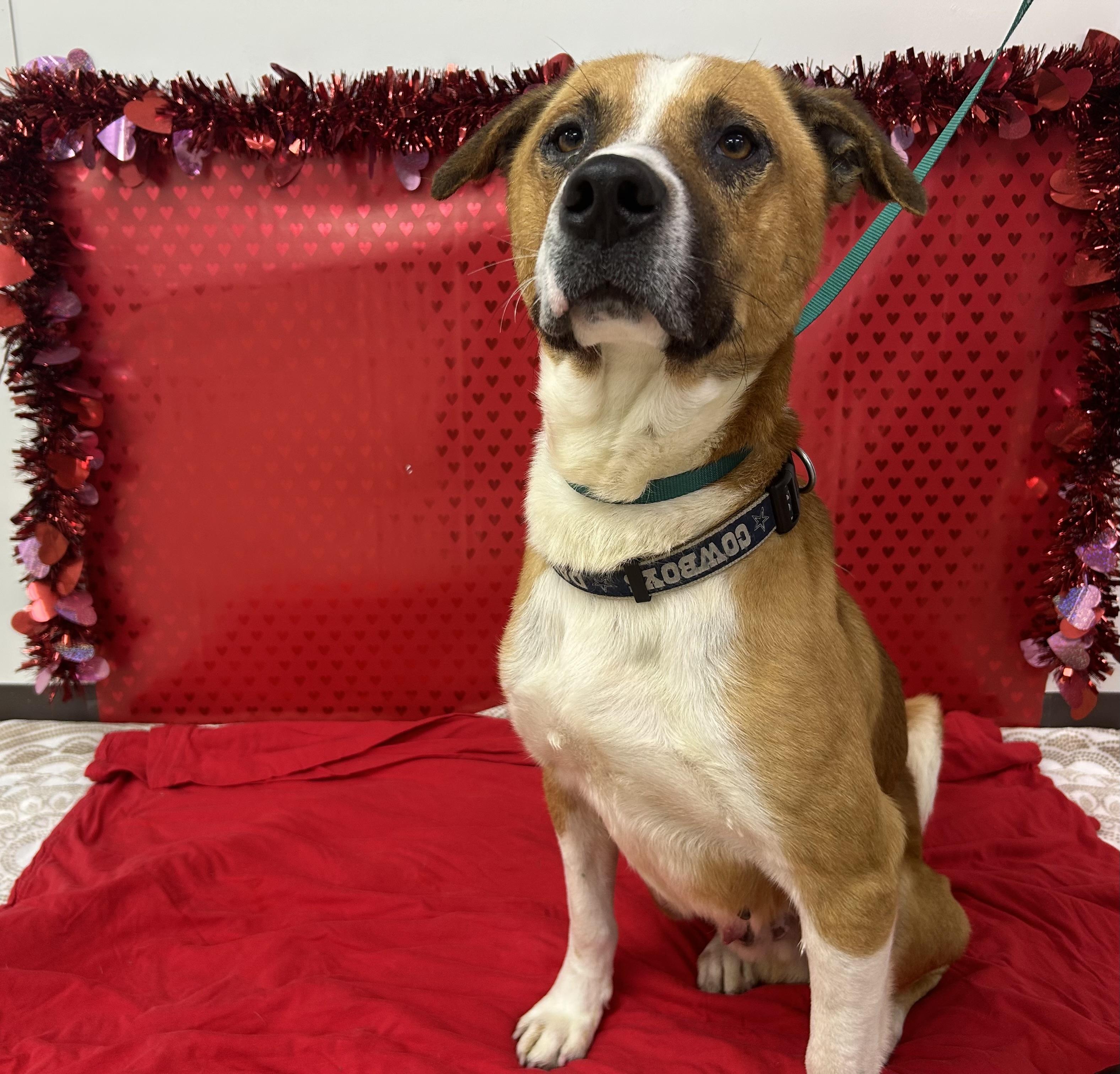 Enlarge Ninja, a Adoptable mixed breed in Cibolo, TX image 1/1