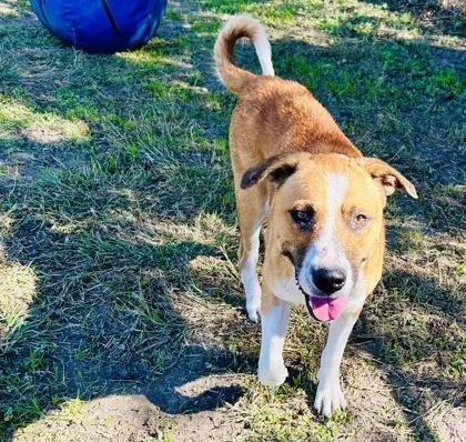 Ninja, Adoptable, Adult Male Hound.