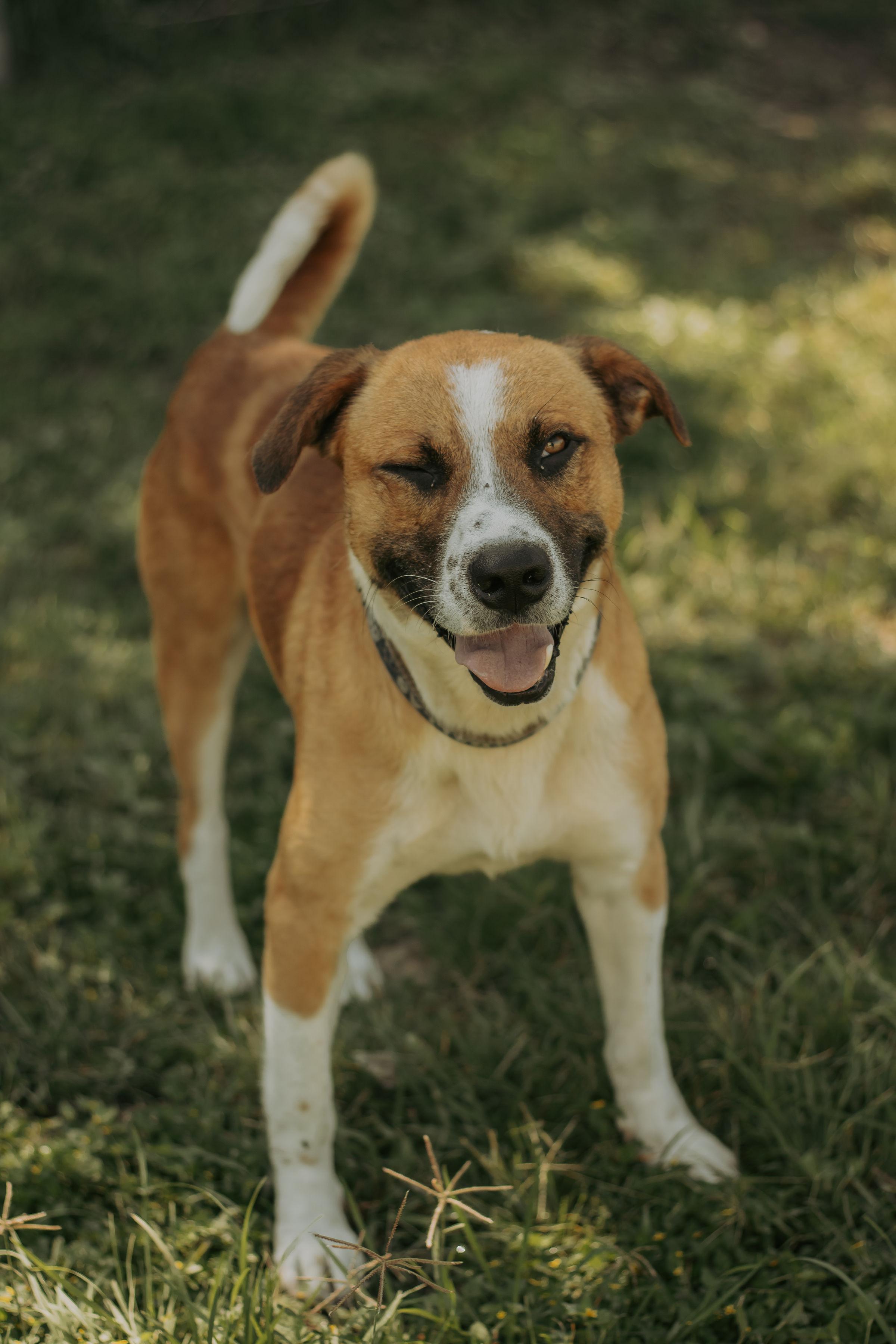 Enlarge Ninja, a Adoptable mixed breed in Cibolo, TX image 4/4