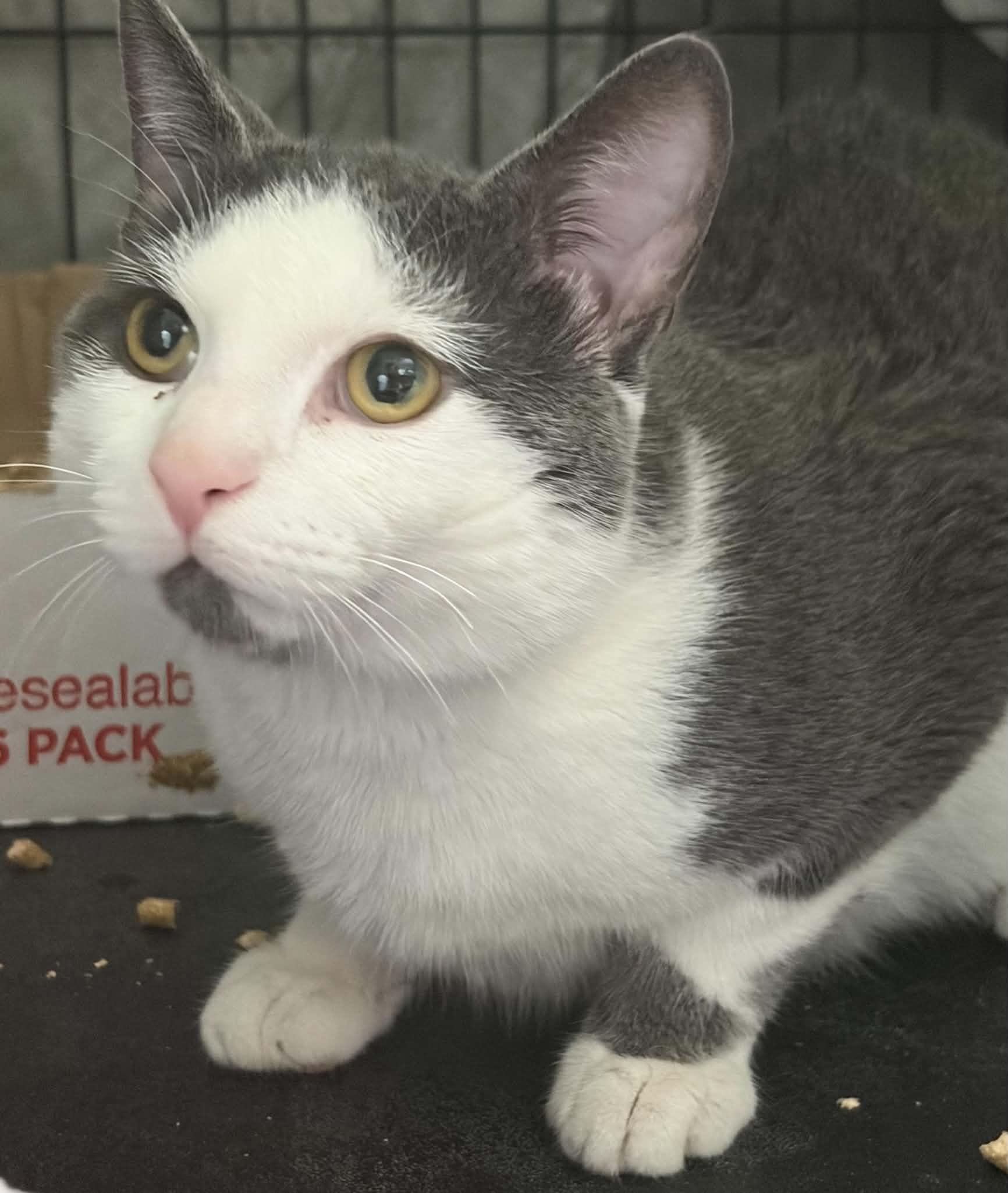 Pebbles, Adoptable, Adult Female Domestic Short Hair.