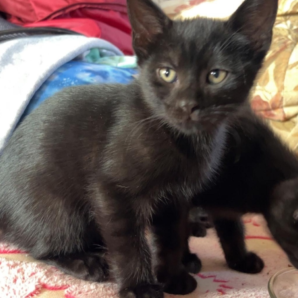 Baggerah, adopted, Kitten Male Domestic Short Hair.