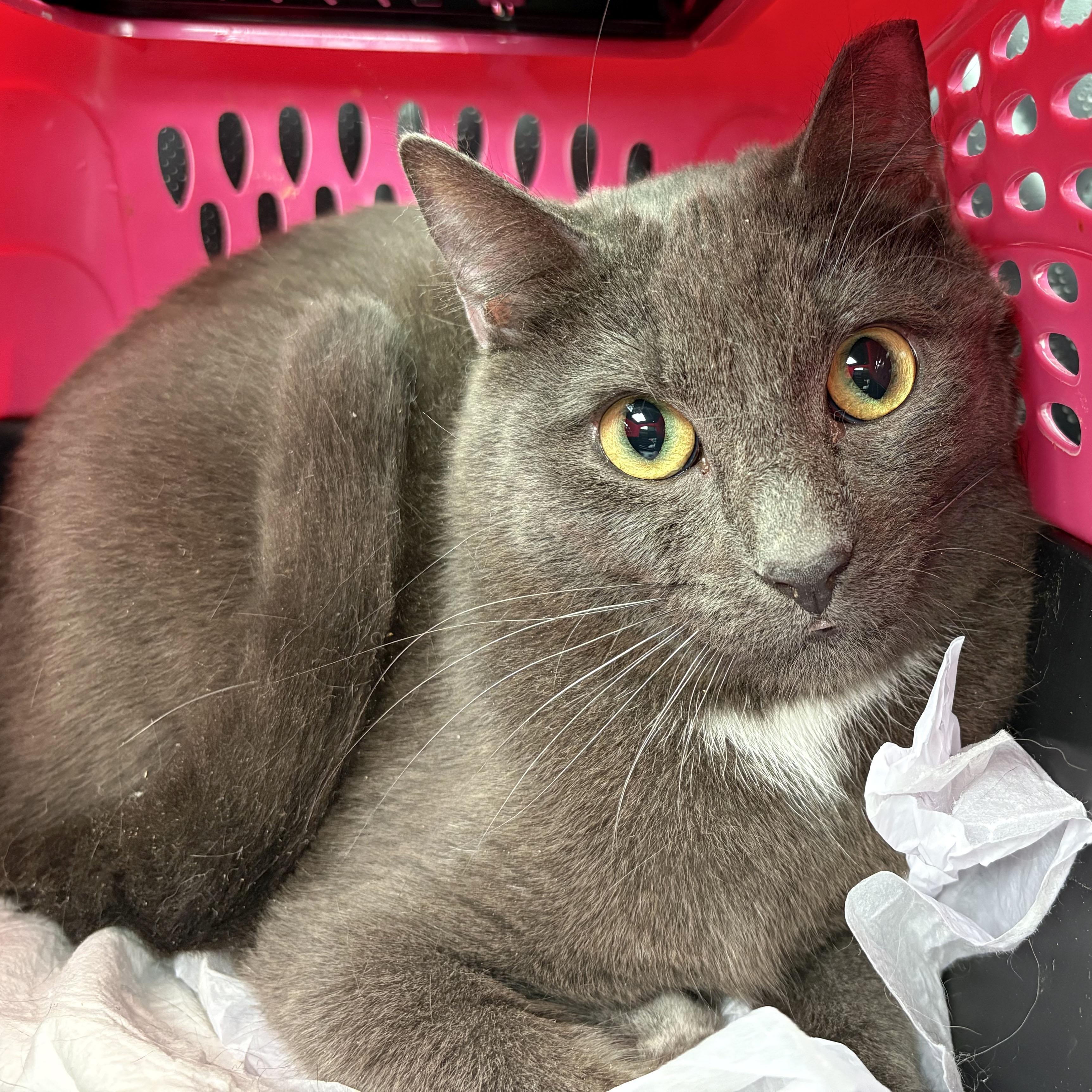 Thumper, a Adoptable mixed breed in Mauldin, SC image 1/5