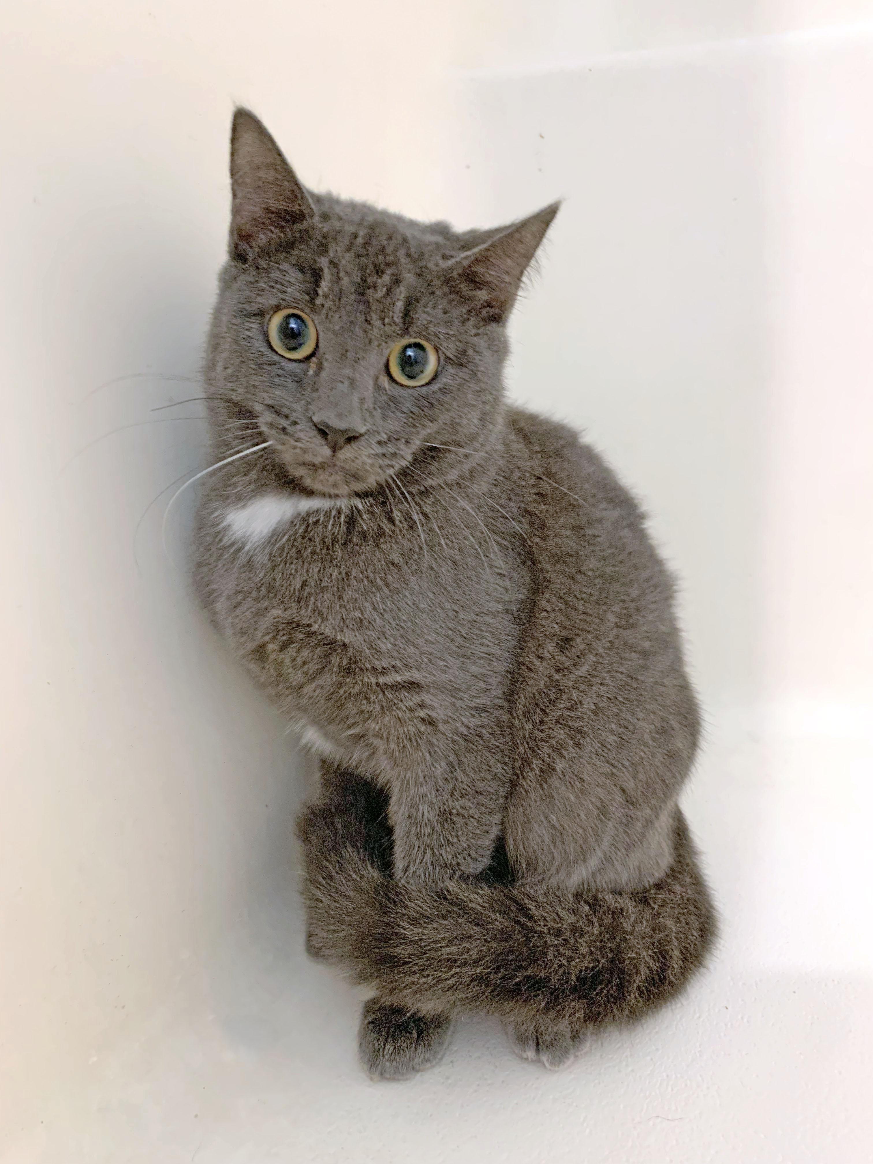 Thumper, a Adoptable mixed breed in Mauldin, SC image 5/5