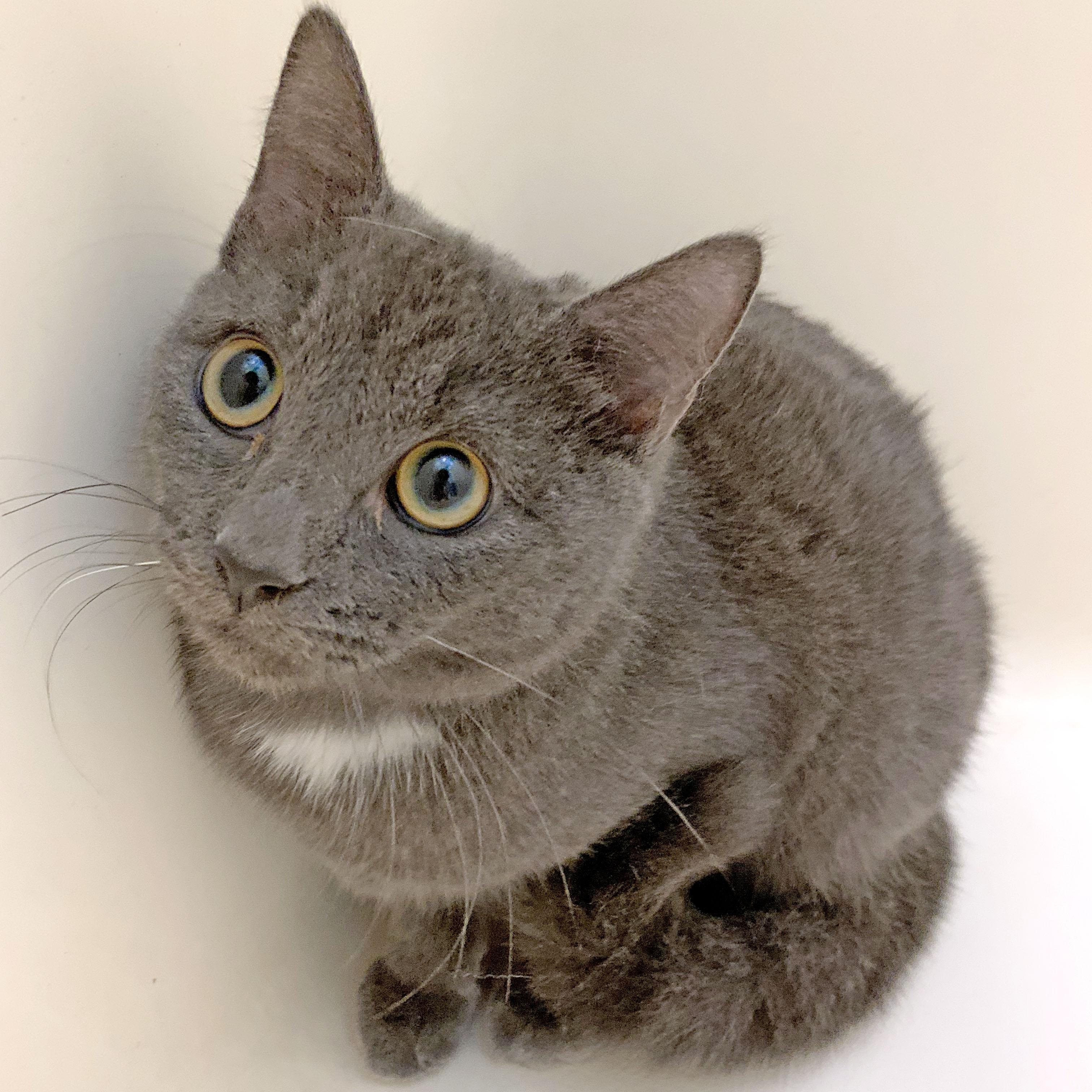 Thumper, a Adoptable mixed breed in Mauldin, SC image 2/5