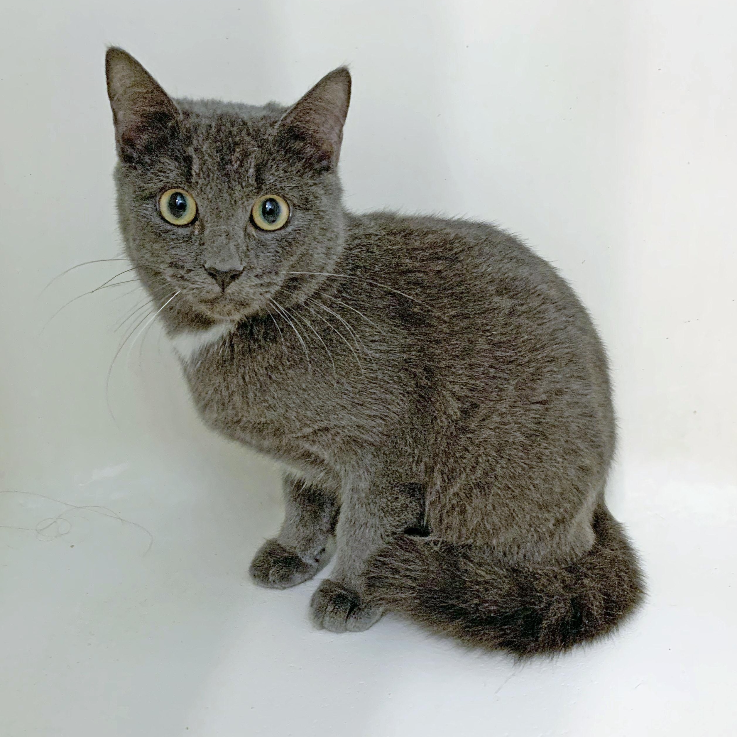 Thumper, a Adoptable mixed breed in Mauldin, SC image 3/5