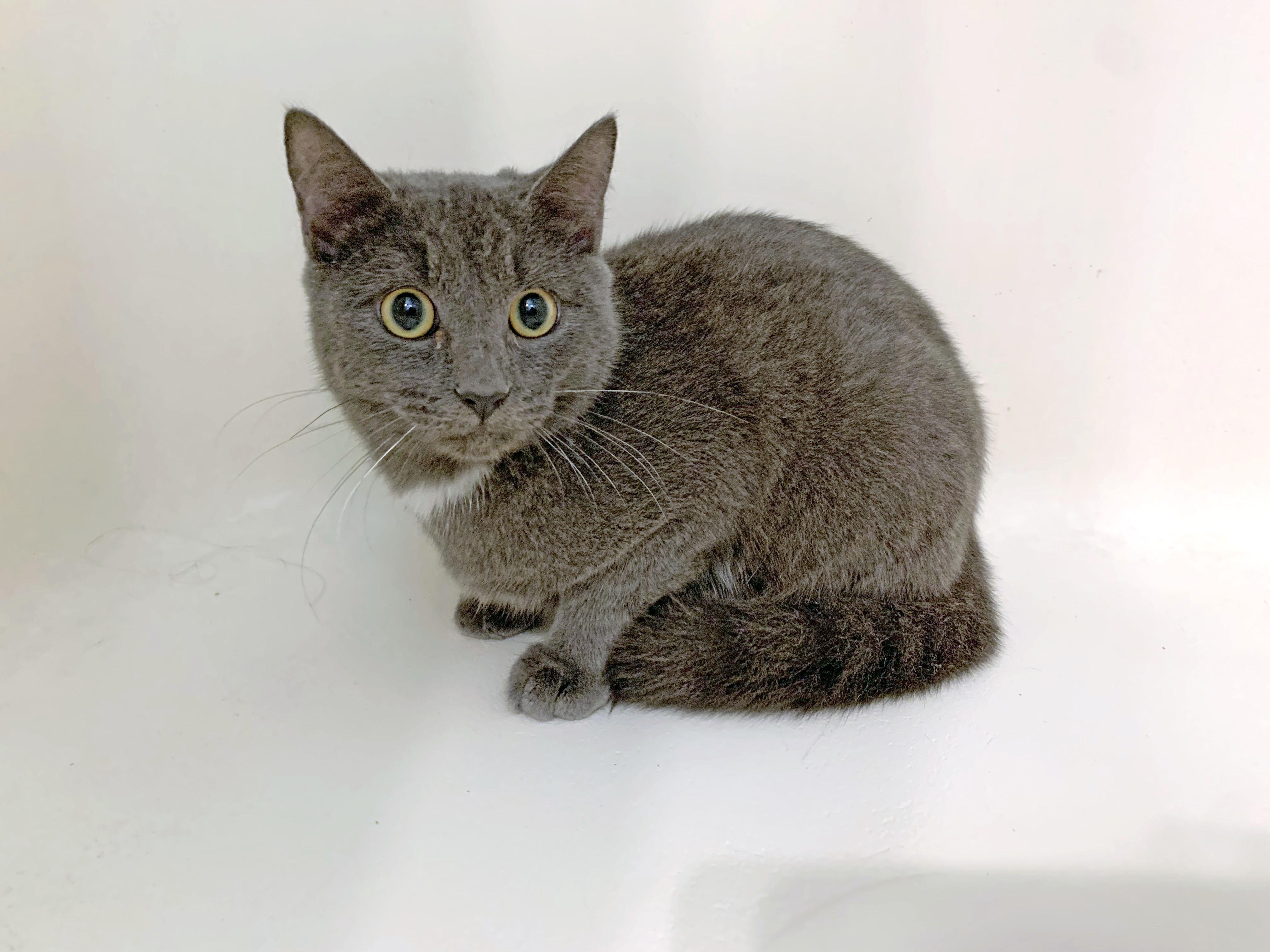 Thumper, a Adoptable mixed breed in Mauldin, SC image 4/5