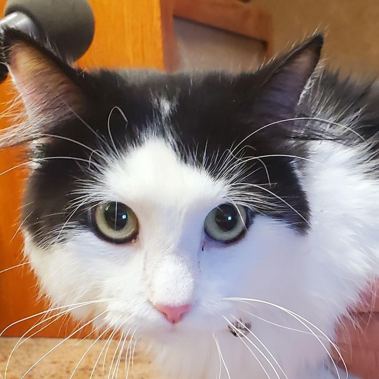 Oscar — thumbnail 2