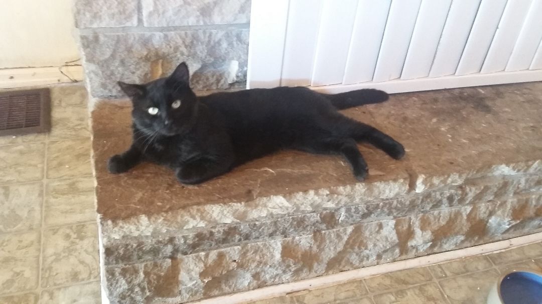 Ritchie, Adoptable, Young Male Domestic Short Hair.