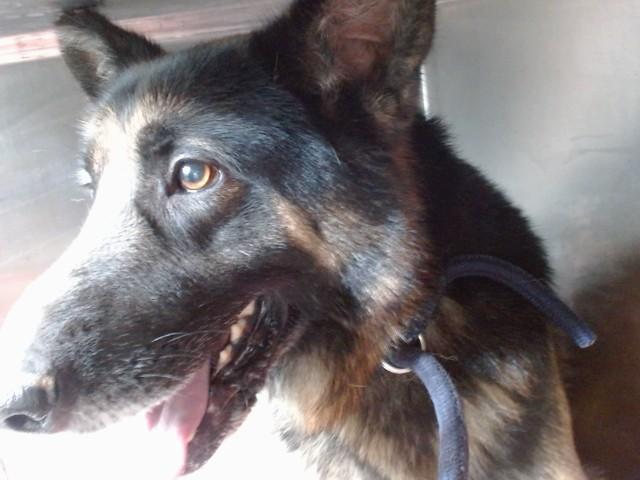 ALEMAN, Adoptable, Adult Male German Shepherd Dog.