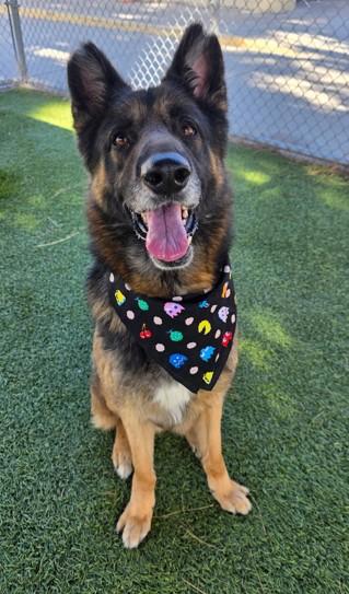 ALEMAN, Adoptable, Adult Male German Shepherd Dog.