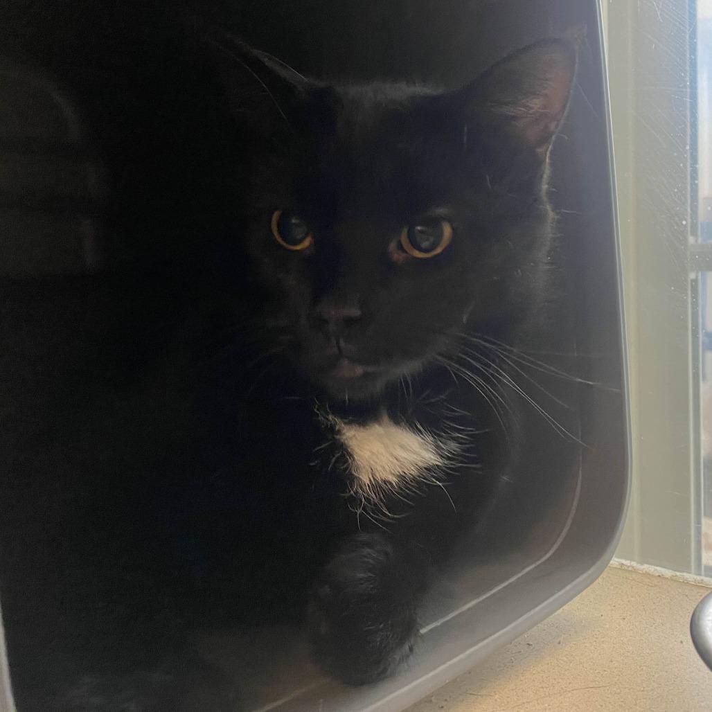 Mocha Chocalata Ya-ya, Adoptable, Senior Female Domestic Short Hair.