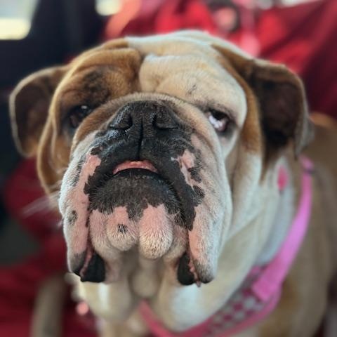 SUZY, an adoptable English Bulldog in Calgary, AB image 2/6