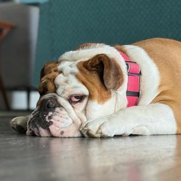 SUZY, an adoptable English Bulldog in Calgary, AB image 3/6