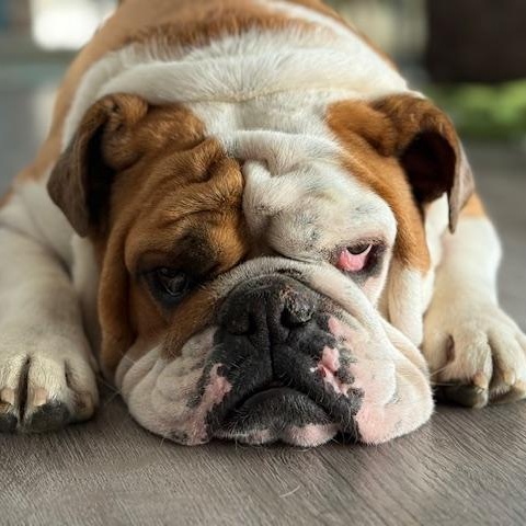 SUZY, an adoptable English Bulldog in Calgary, AB image 4/6