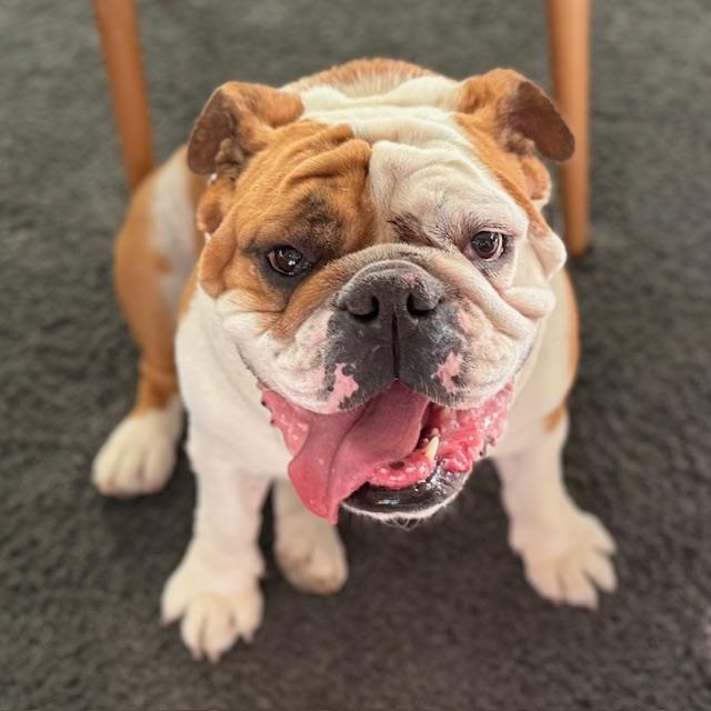 SUZY, an adoptable English Bulldog in Calgary, AB image 1/6