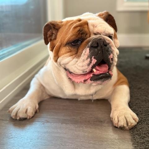 SUZY, an adoptable English Bulldog in Calgary, AB image 5/6