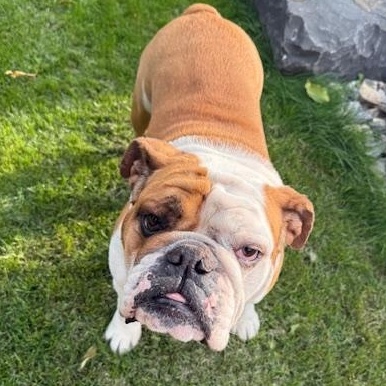 SUZY, an adoptable English Bulldog in Calgary, AB image 6/6