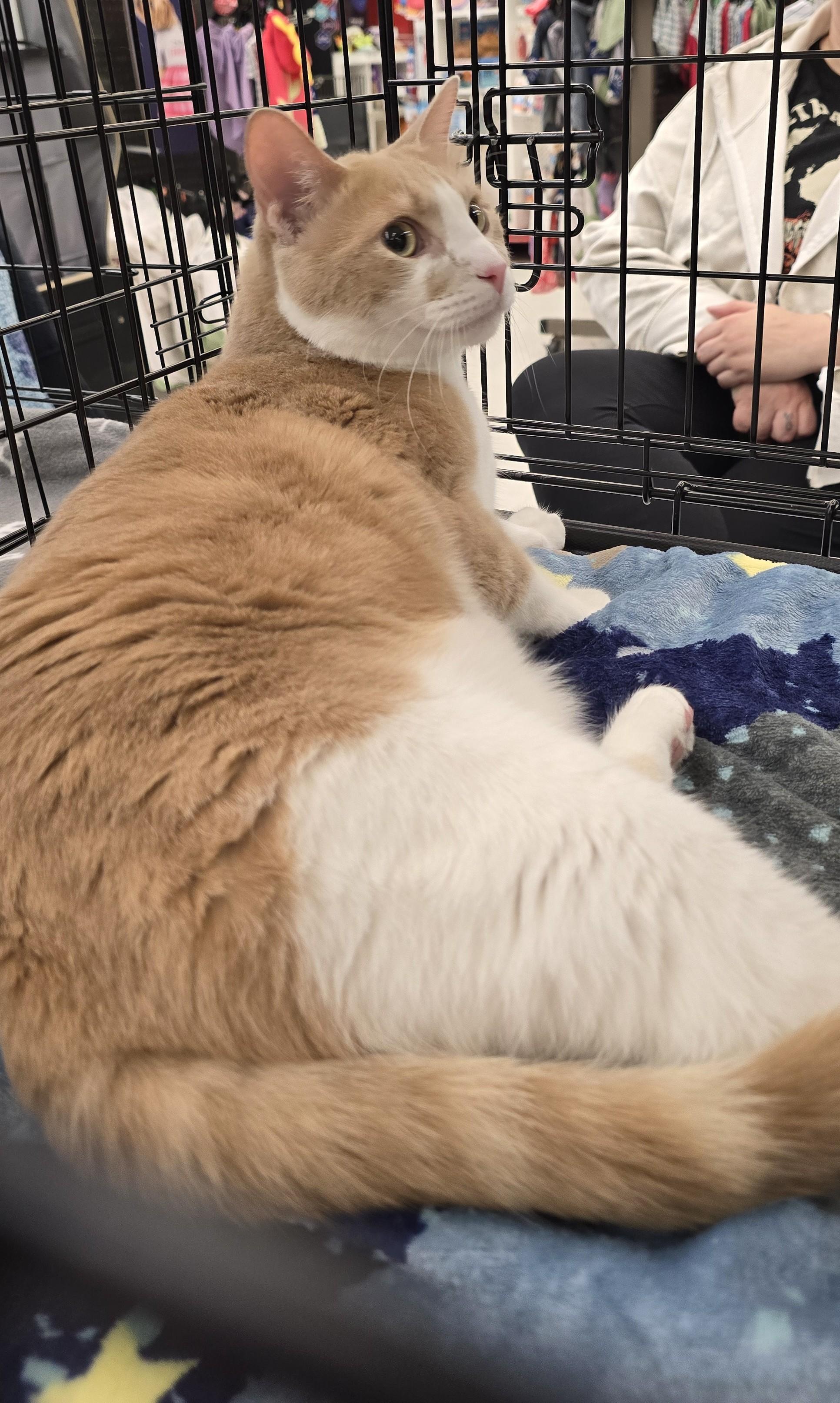 Enlarge CASH, a ADOPTABLE Domestic Short Hair in Merrionette Park, IL image 1/1