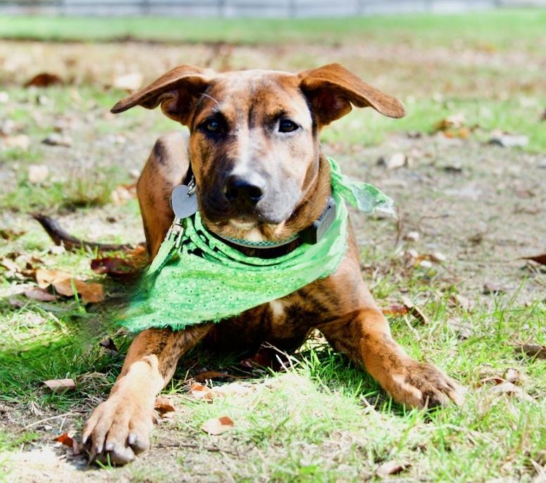 Enlarge Hudson, a Adoptable mixed breed in Hopkinton, MA image 6/6