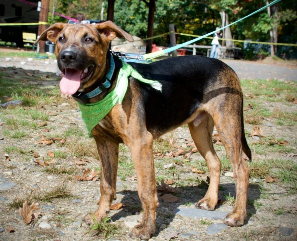 Enlarge Hudson, a Adoptable mixed breed in Hopkinton, MA image 5/6