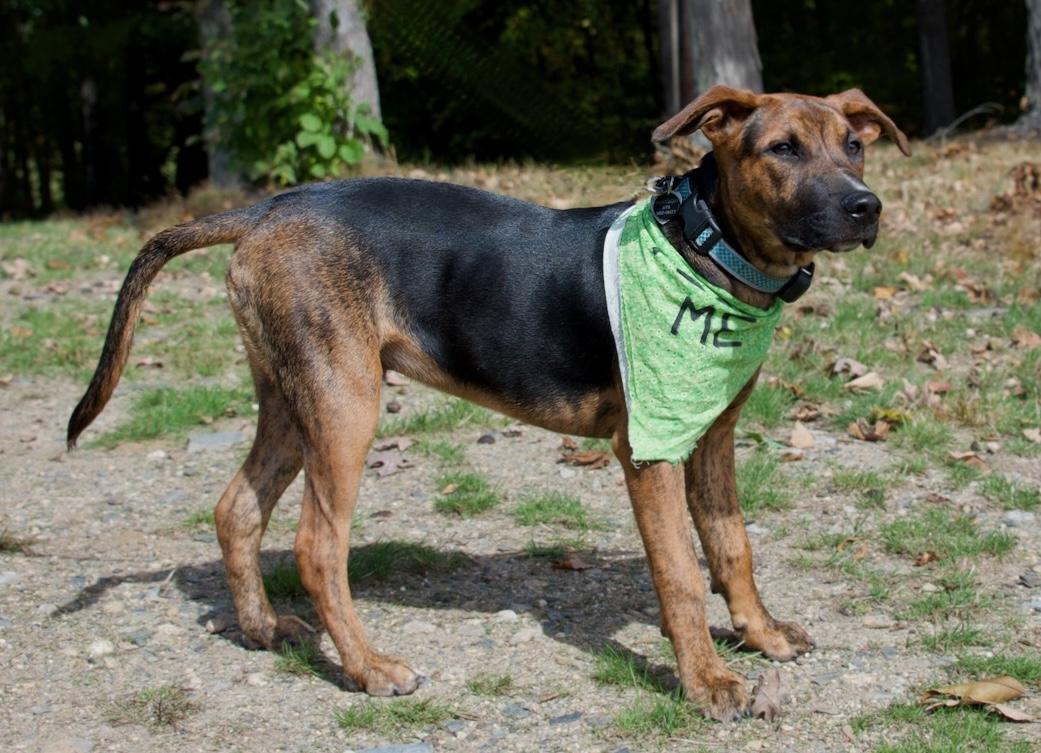 Enlarge Hudson, a Adoptable mixed breed in Hopkinton, MA image 4/6
